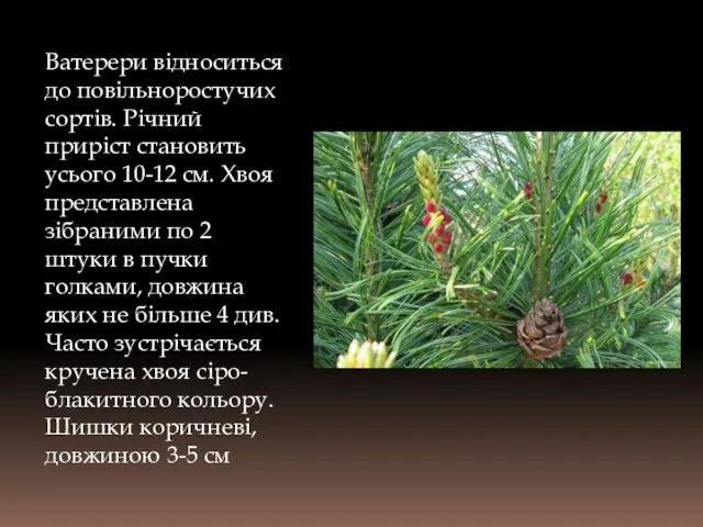 Ватерери відноситься до повільноростучих сортів. Річний приріст становить усього 10-12