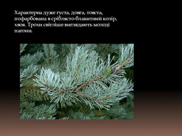 Характерна дуже густа, довга, товста, пофарбована в сріблясто-блакитний колір, хвоя. Трохи світліше виглядають молоді пагони.