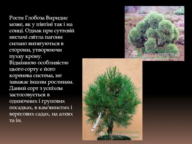 Рости Глобоза Виридис може, як у півтіні так і на