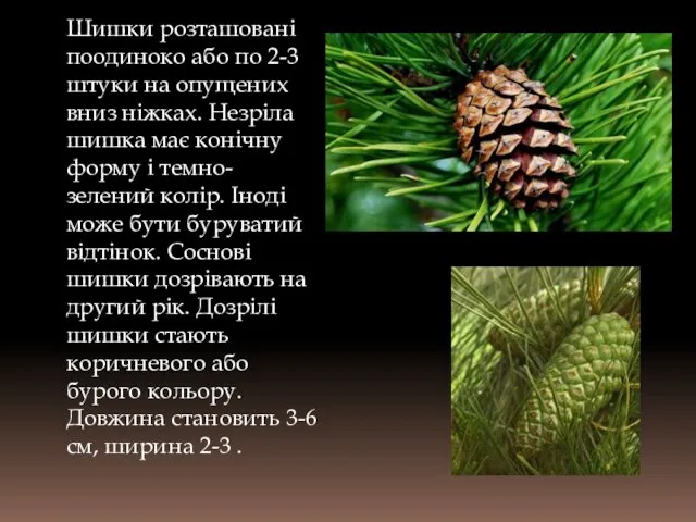 Шишки розташовані поодиноко або по 2-3 штуки на опущених вниз