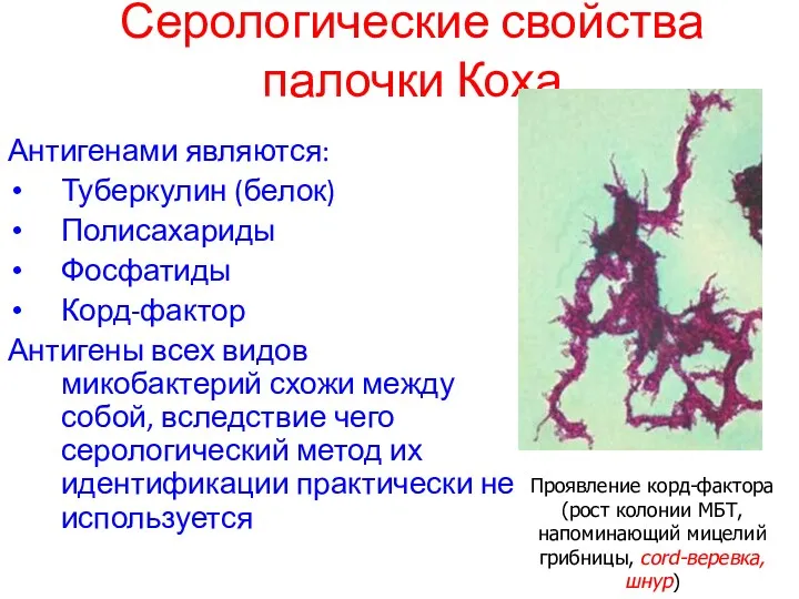 Серологические свойства палочки Коха Антигенами являются: Туберкулин (белок) Полисахариды Фосфатиды