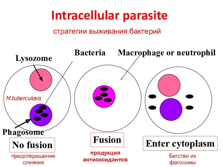 Intracellular parasite No fusion Lysozome Phagosome Fusion Enter cytoplasm Bacteria