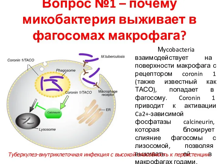 Вопрос №1 – почему микобактерия выживает в фагосомах макрофага? Мycobacteria