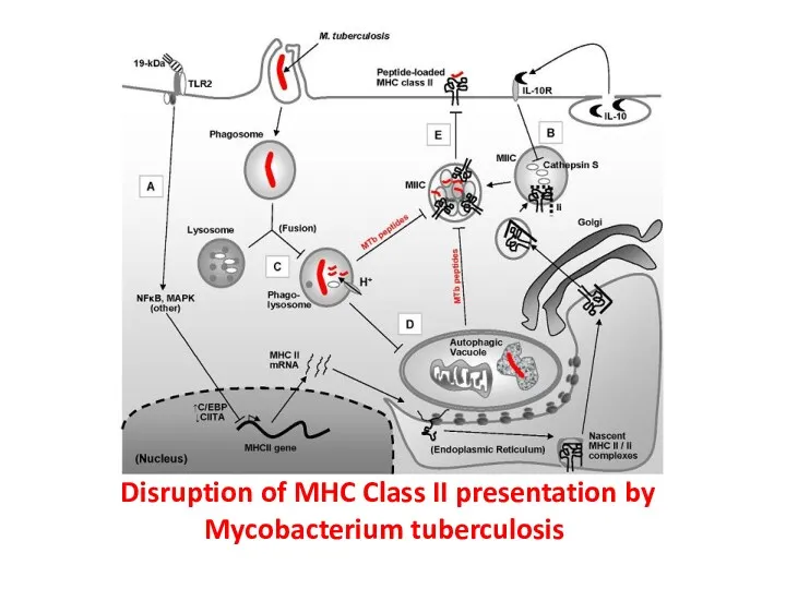 Disruption of MHC Class II presentation by Mycobacterium tuberculosis