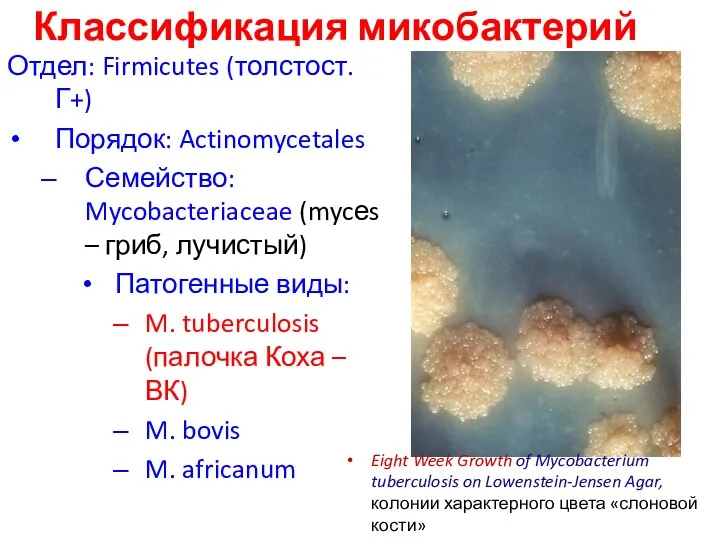 Классификация микобактерий Отдел: Firmicutes (толстост. Г+) Порядок: Actinomycetales Семейство: Mycobacteriaceae