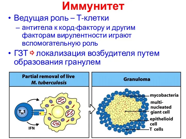 Иммунитет Ведущая роль – Т-клетки антитела к корд-фактору и другим