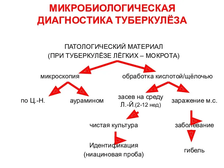 МИКРОБИОЛОГИЧЕСКАЯ ДИАГНОСТИКА ТУБЕРКУЛЁЗА