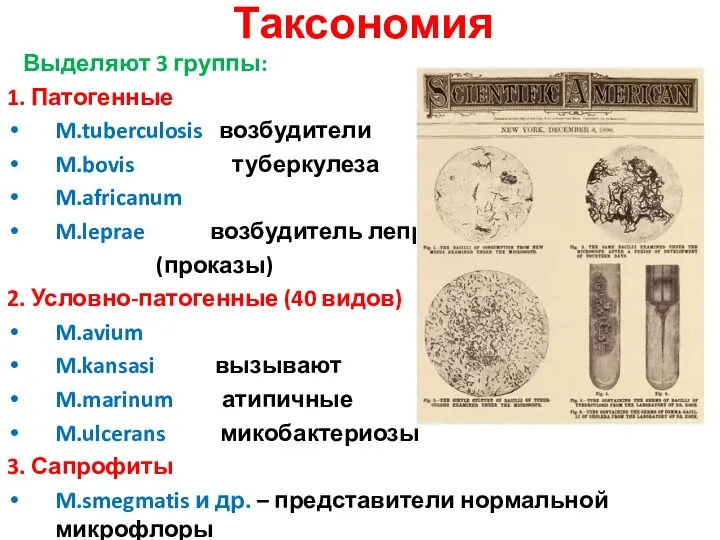 Таксономия Выделяют 3 группы: 1. Патогенные M.tuberculosis возбудители M.bovis туберкулеза