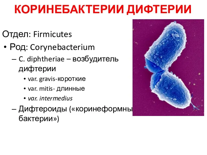 КОРИНЕБАКТЕРИИ ДИФТЕРИИ Отдел: Firmicutes Род: Corynebacterium C. diphtheriae – возбудитель