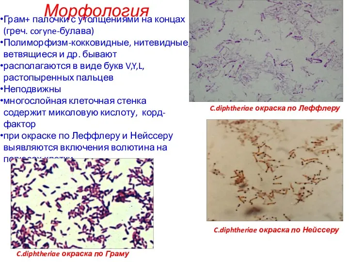 Морфология C.diphtheriae окраска по Леффлеру Грам+ палочки с утолщениями на