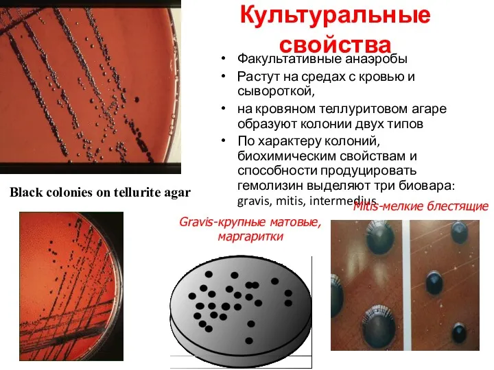 Культуральные свойства Факультативные анаэробы Растут на средах с кровью и