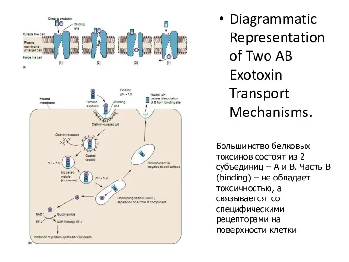 Diagrammatic Representation of Two AB Exotoxin Transport Mechanisms. Большинство белковых