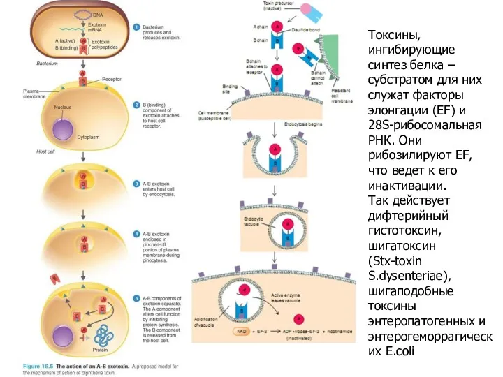 Токсины, ингибирующие синтез белка – субстратом для них служат факторы
