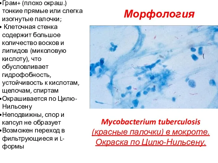 Морфология Mycobacterium tuberculosis (красные палочки) в мокроте. Окраска по Цилю-Нильсену.