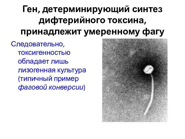 Ген, детерминирующий синтез дифтерийного токсина, принадлежит умеренному фагу Следовательно, токсигенностью