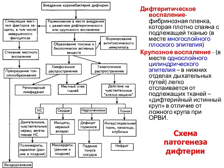 Схема патогенеза дифтерии Дифтеритическое воспаление-фибринозная пленка, которая плотно спаяна с