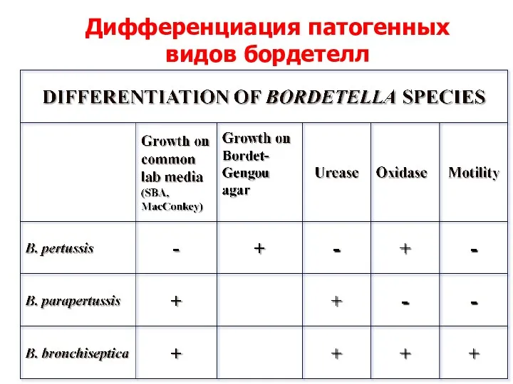 Дифференциация патогенных видов бордетелл