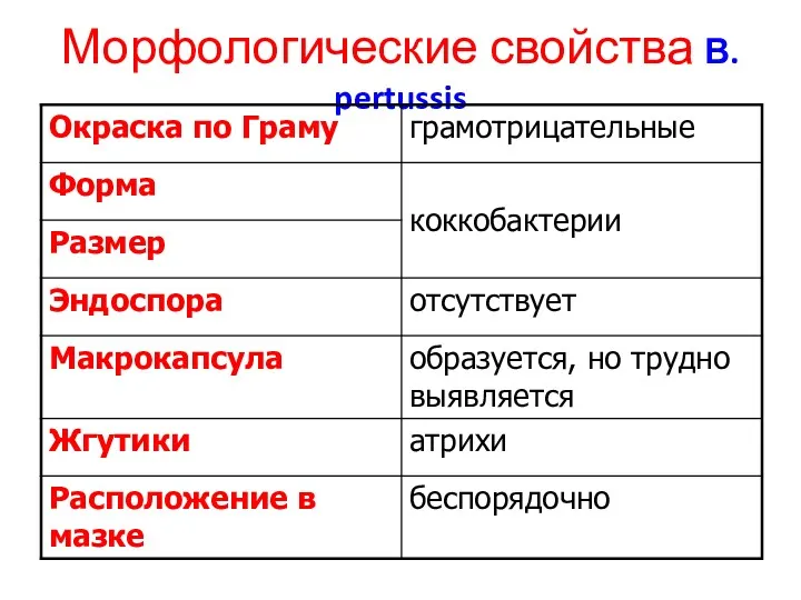 Морфологические свойства В. pertussis