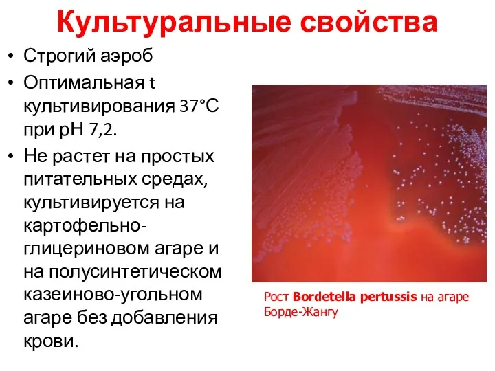 Культуральные свойства Строгий аэроб Оптимальная t культивирования 37°С при рН