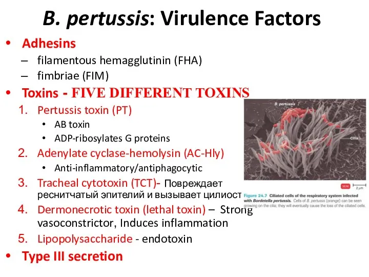 B. pertussis: Virulence Factors Adhesins filamentous hemagglutinin (FHA) fimbriae (FIM)