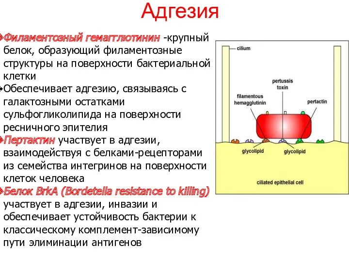 Адгезия Филаментозный гемагглютинин -крупный белок, образующий филаментозные структуры на поверхности