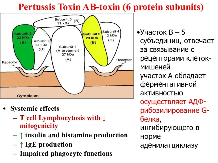 Pertussis Toxin AB-toxin (6 protein subunits) Участок В – 5