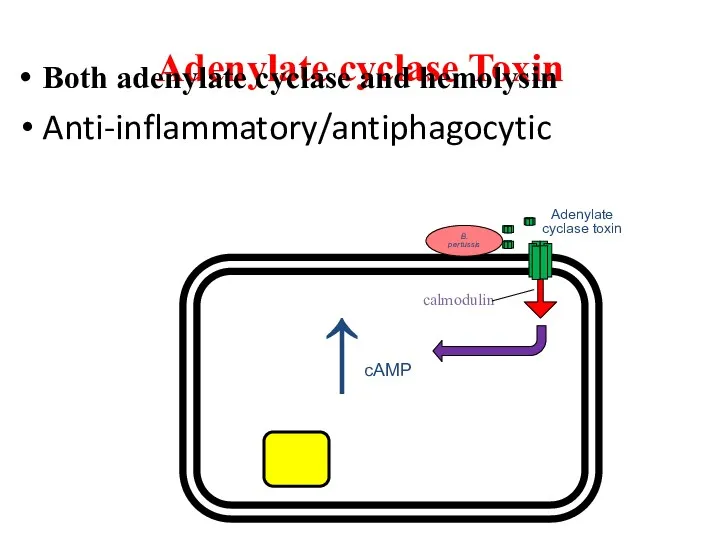 Adenylate cyclase Toxin Both adenylate cyclase and hemolysin Anti-inflammatory/antiphagocytic calmodulin ↑cAMP B. pertussis Adenylate cyclase toxin