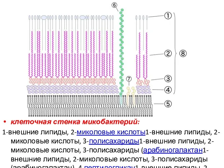 клеточная стенка микобактерий: 1-внешние липиды, 2-миколовые кислоты1-внешние липиды, 2-миколовые кислоты,