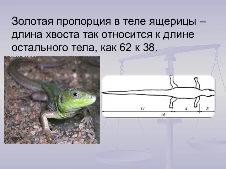 Золотая пропорция в теле ящерицы – длина хвоста так относится
