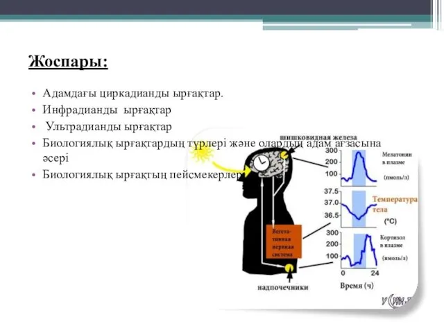 Жоспары: Адамдағы циркадианды ырғақтар. Инфрадианды ырғақтар Ультрадианды ырғақтар Биологиялық ырғақтардың