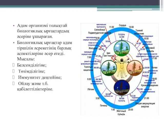 Адам организмі толықтай биологиялық ырғақтардың әсеріне ұшыраған. Биологиялық ырғақтар адам