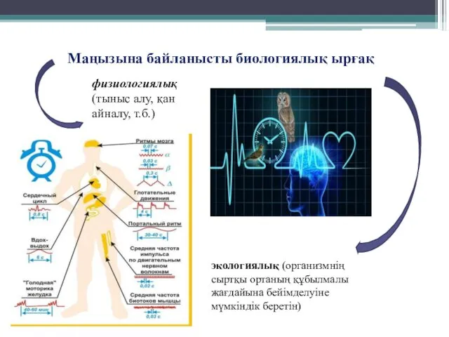 Маңызына байланысты биологиялық ырғақ физиологиялық (тыныс алу, қан айналу, т.б.)