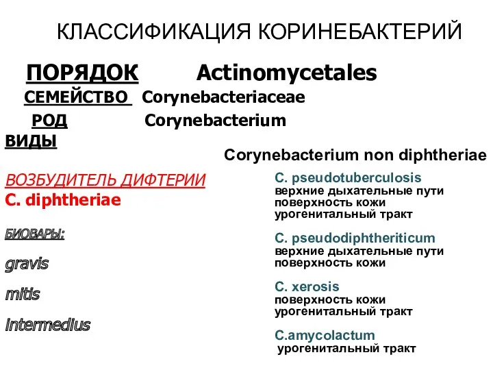 КЛАССИФИКАЦИЯ КОРИНЕБАКТЕРИЙ ПОРЯДОК Actinomycetales СЕМЕЙСТВО Corynebacteriaceae РОД Corynebacterium ВИДЫ ВОЗБУДИТЕЛЬ