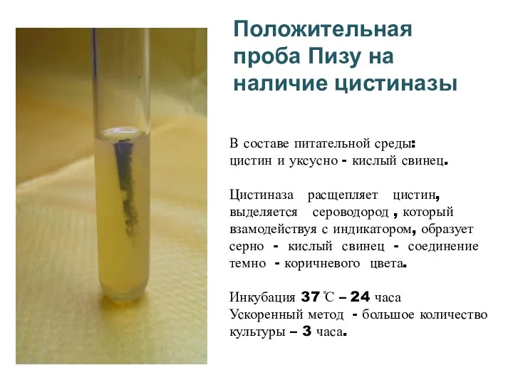 Положительная проба Пизу на наличие цистиназы В составе питательной среды: