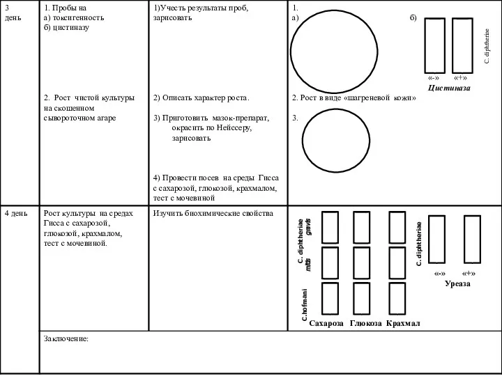 C. diphtheriae mitis gravis C.hofmani C. diphtheriae C. diphtheriae