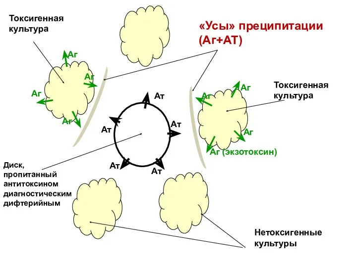 Ат Ат Ат Ат Ат Аг (экзотоксин) Аг Аг Аг