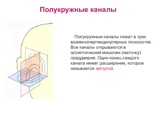 Полукружные каналы Полукружные каналы лежат в трех взаимноперпендикулярных плоскостях. Все каналы открываются в