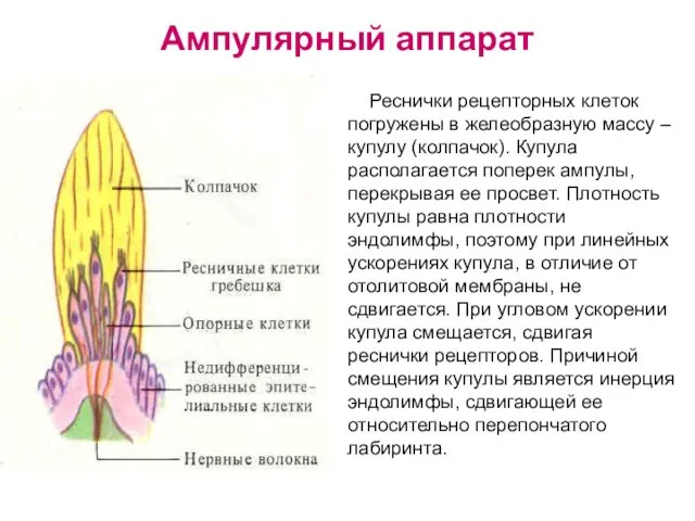 Ампулярный аппарат Реснички рецепторных клеток погружены в желеобразную массу –