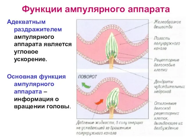 Функции ампулярного аппарата Адекватным раздражителем ампулярного аппарата является угловое ускорение. Основная функция ампулярного