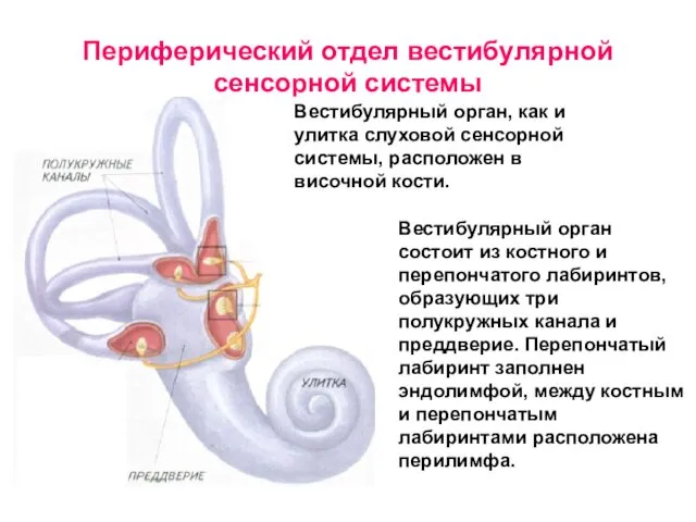 Периферический отдел вестибулярной сенсорной системы Вестибулярный орган, как и улитка слуховой сенсорной системы,