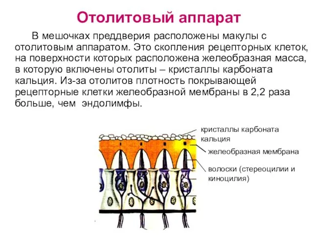 Отолитовый аппарат В мешочках преддверия расположены макулы с отолитовым аппаратом.