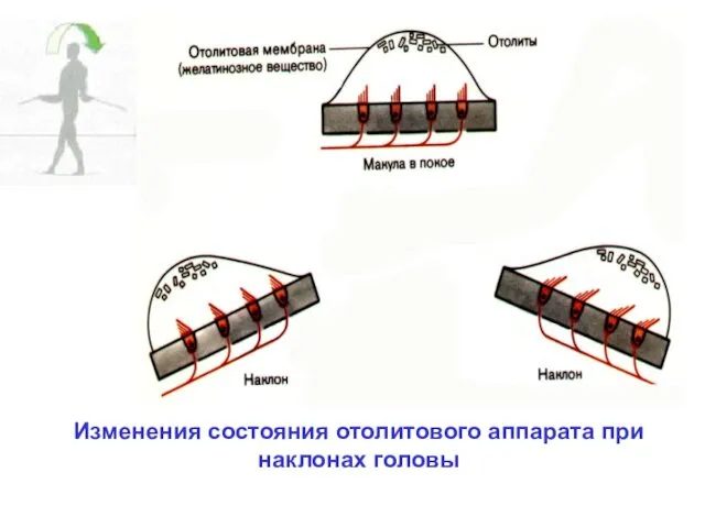 Изменения состояния отолитового аппарата при наклонах головы