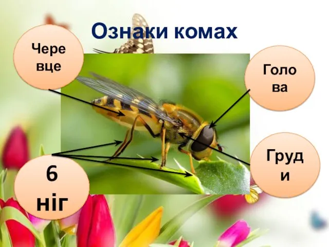 Ознаки комах 6 ніг Черевце Голова Груди