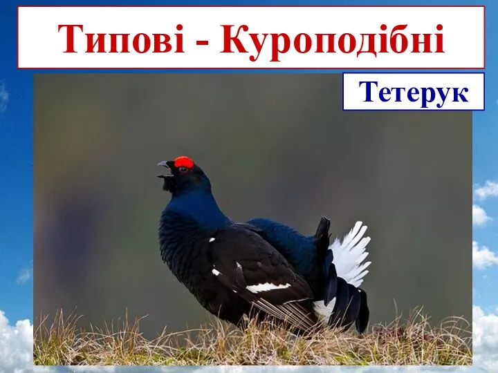 Типові - Куроподібні Тетерук