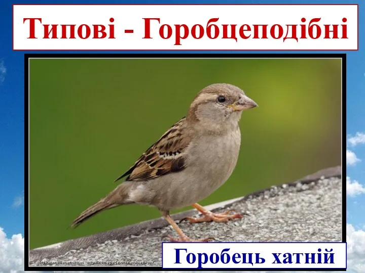 Типові - Горобцеподібні Горобець хатній