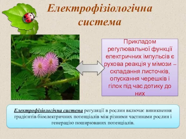 Електрофізіологічна система регуляції в рослин включає виникнення градієнтів біоелектричних потенціалів між різними частинами