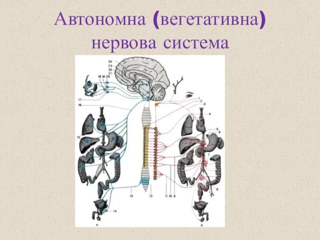 Автономна (вегетативна) нервова система