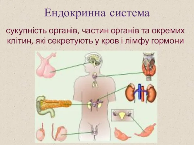 Ендокринна система сукупність органів, частин органів та окремих клітин, які секретують у кров і лімфу гормони