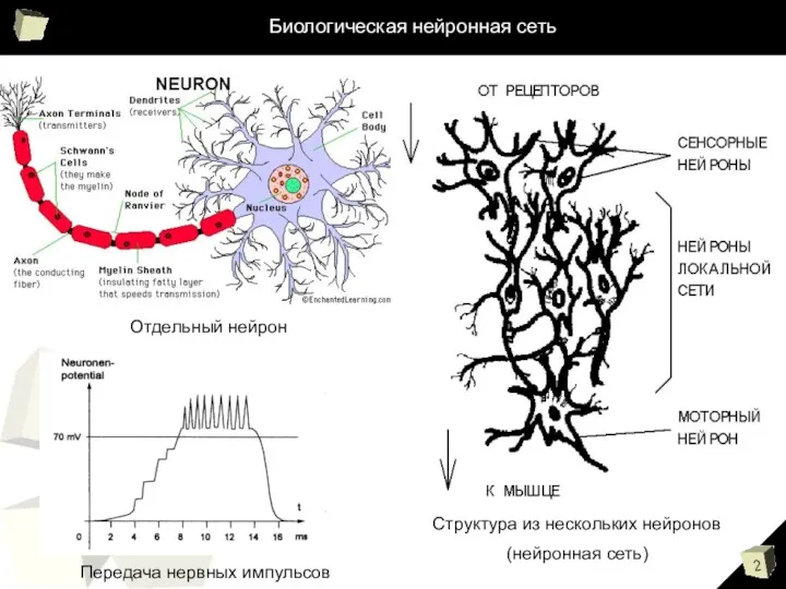 Биологическая нейронная сеть Отдельный нейрон Передача нервных импульсов Структура из нескольких нейронов (нейронная сеть)