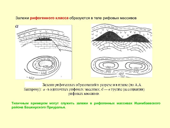 Залежи рифогенного класса образуются в теле рифовых массивов залежь Типичным